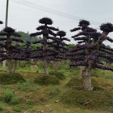 紅花繼木樁