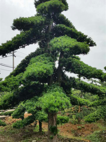 造型羅漢松