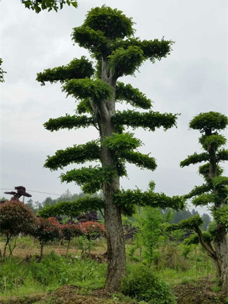 造型榆樹(shù)