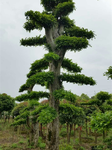 造型榆樹(shù)