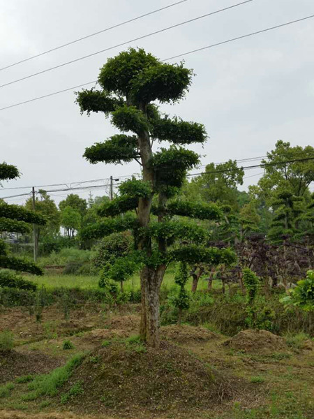 造型榆樹(shù)