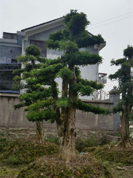 造型榆樹(shù)