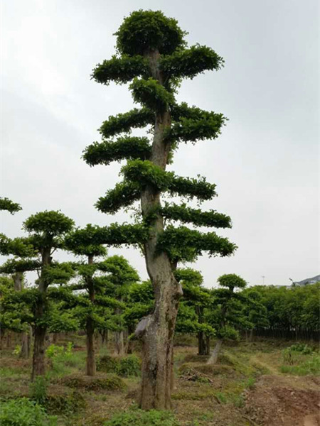 造型榆樹(shù)