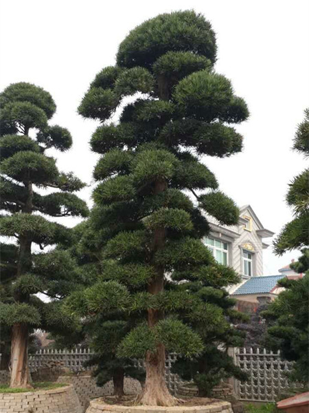 羅漢松病蟲(chóng)害有哪些，羅漢松病蟲(chóng)害怎樣防治